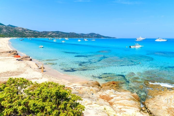 Où trouver des porcs en Corse ?