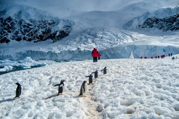 Quand partir en Antarctique ?